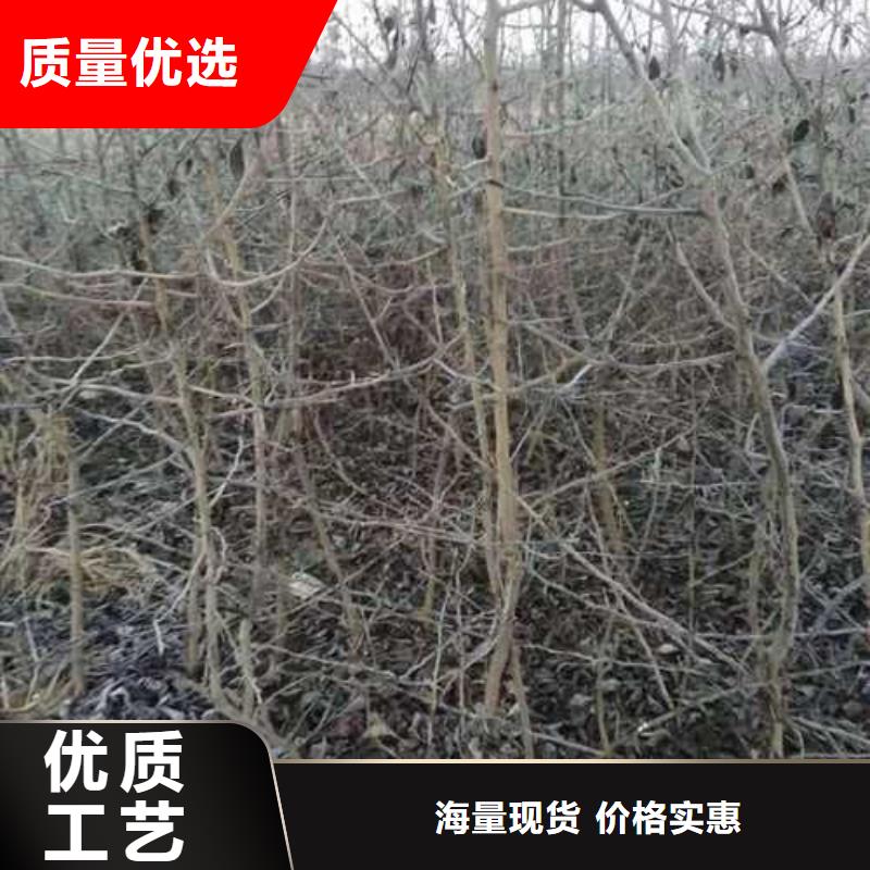 杜梨苗种植基地