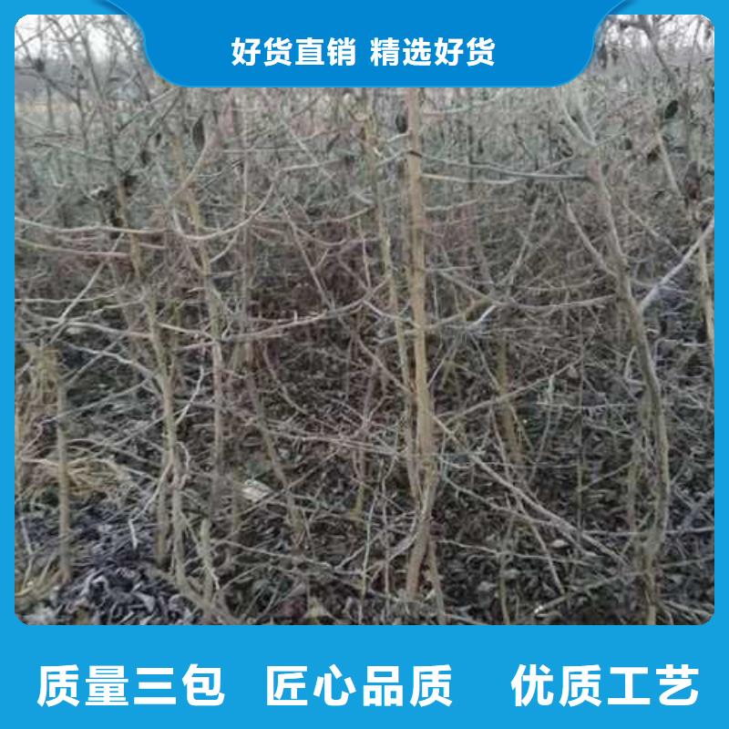 杜梨树苗怎么买