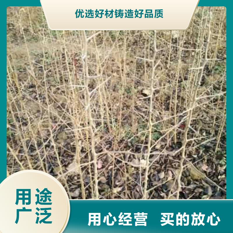 杜梨小苗种植方法及时间