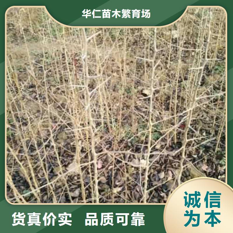 杜梨树苗种植时间