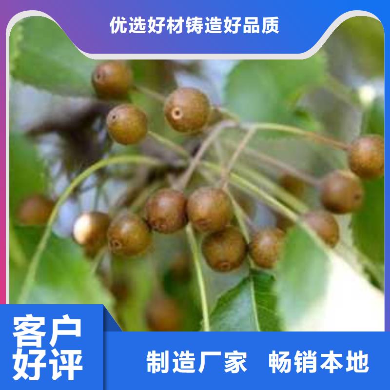 杜梨树苗种植基地