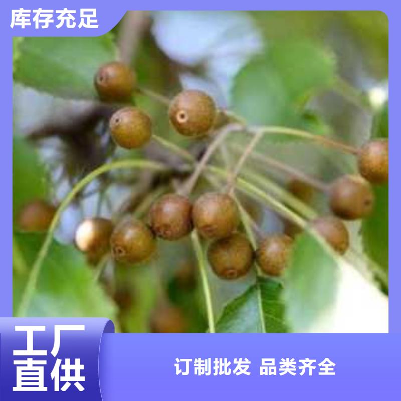 杜梨小苗量大从优