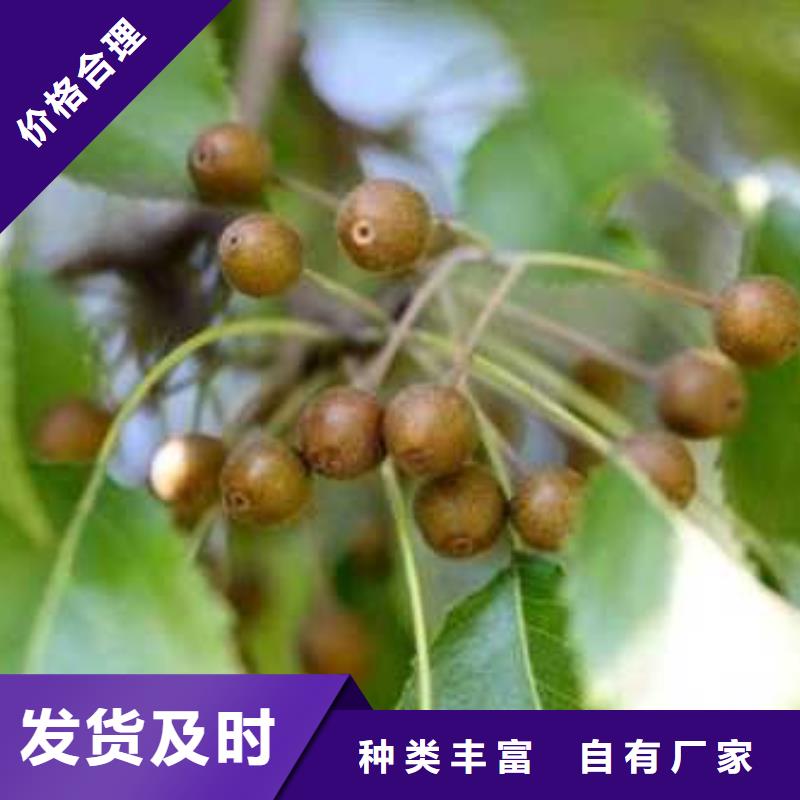 杜梨树苗种植基地