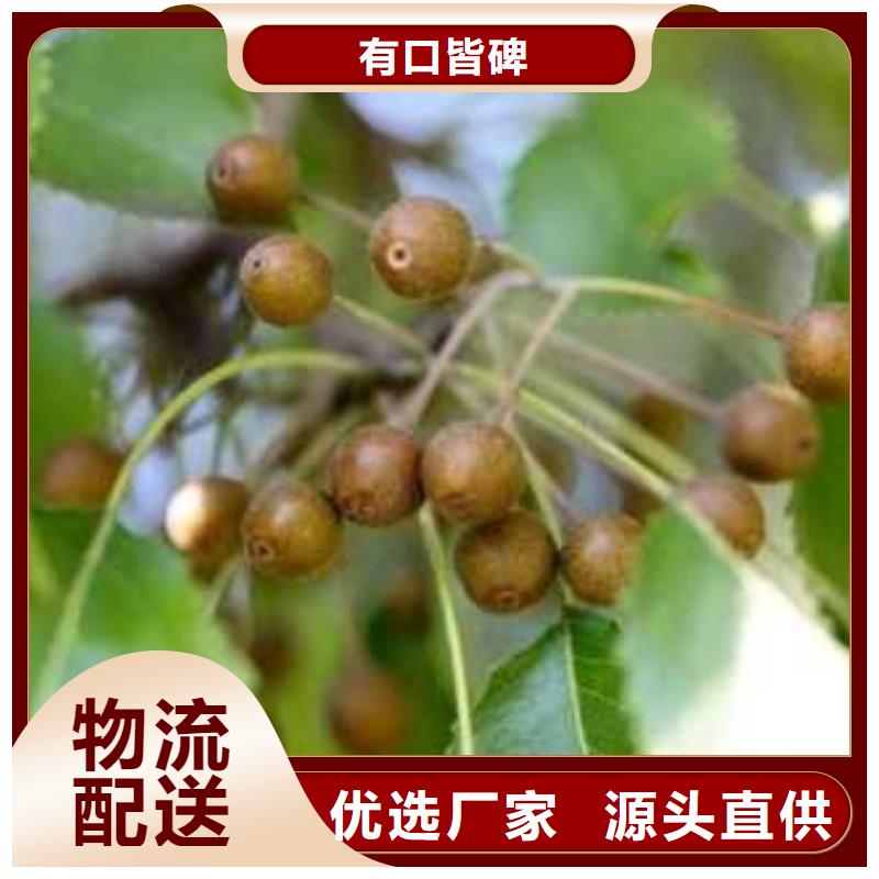 杜梨小苗种植方法