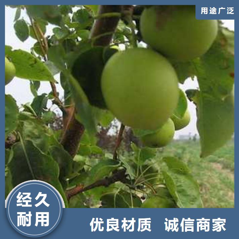 杜梨小苗种植基地