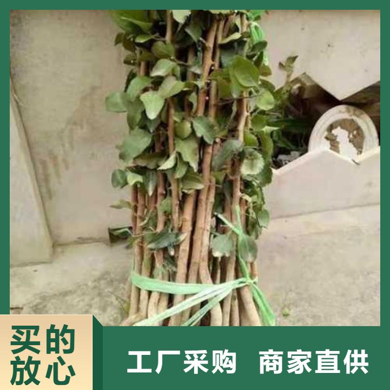 杜梨苗种植方法及时间