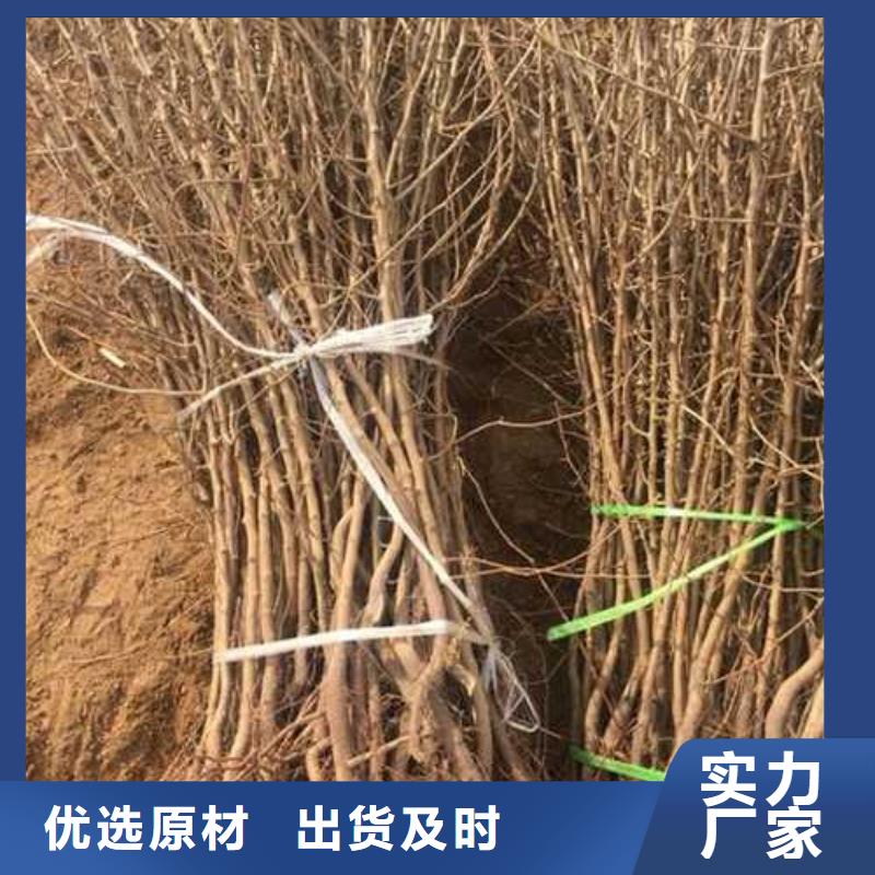 杜梨苗一亩地种植利润