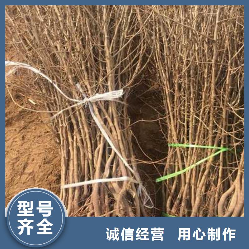 杜梨小苗种植方法