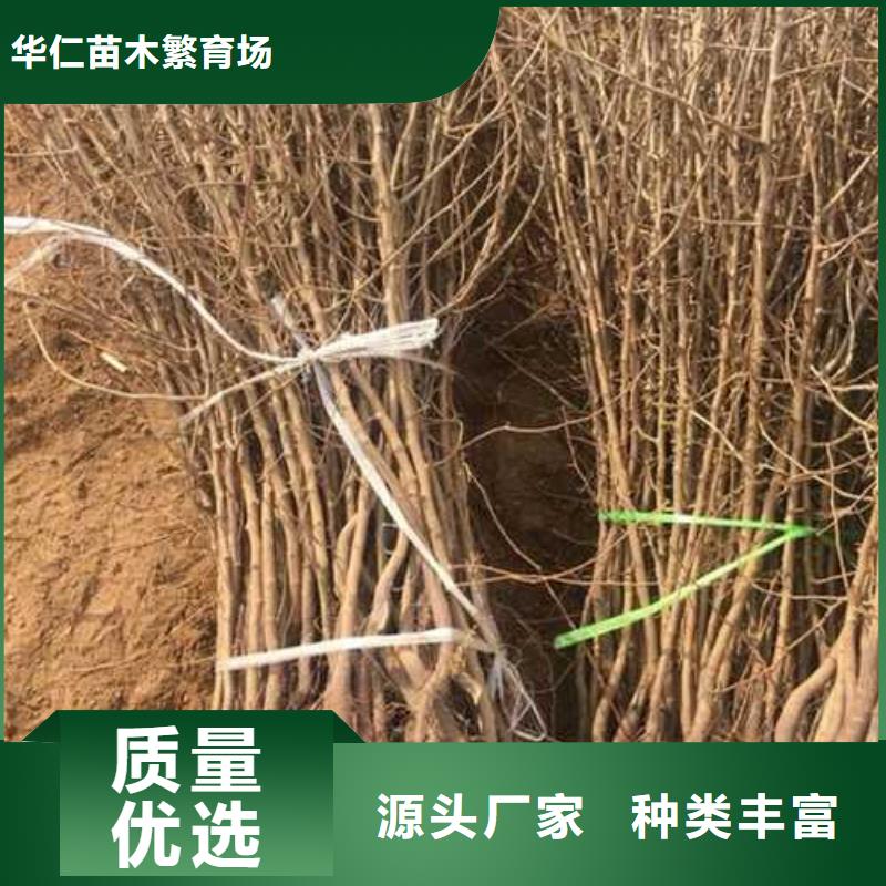 杜梨苗种植基地