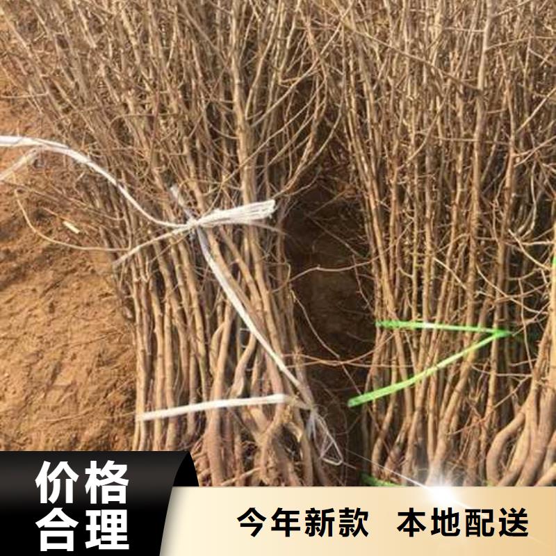 杜梨梨树苗基地多种款式可随心选择