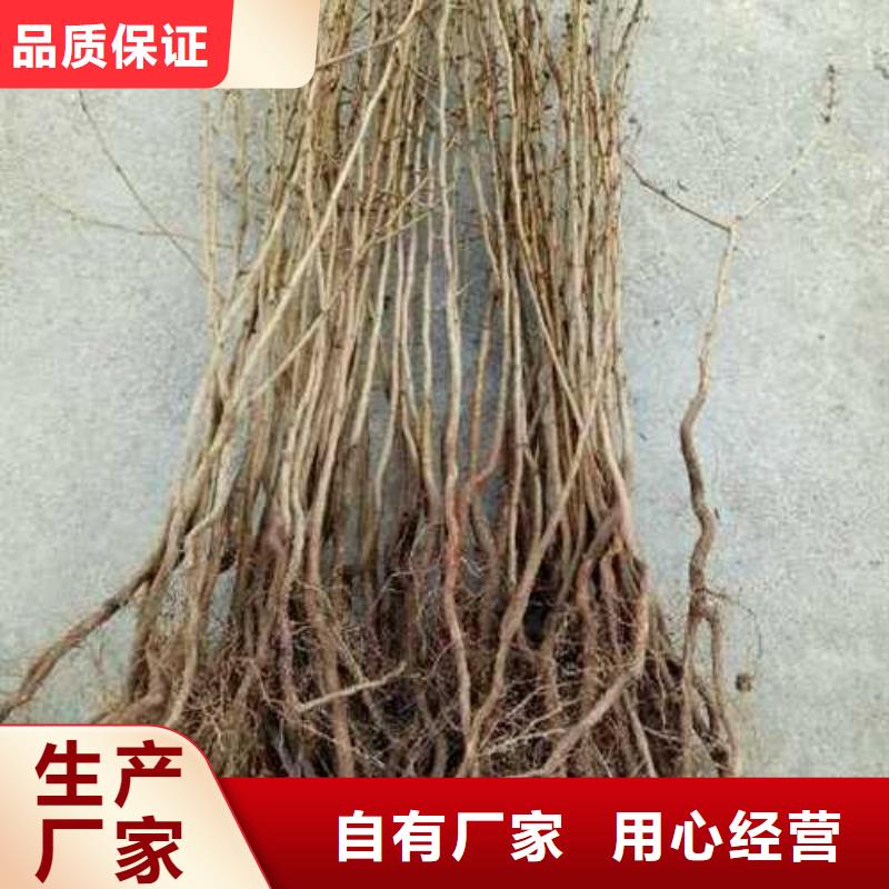 杜梨_玉露香梨树苗实力优品