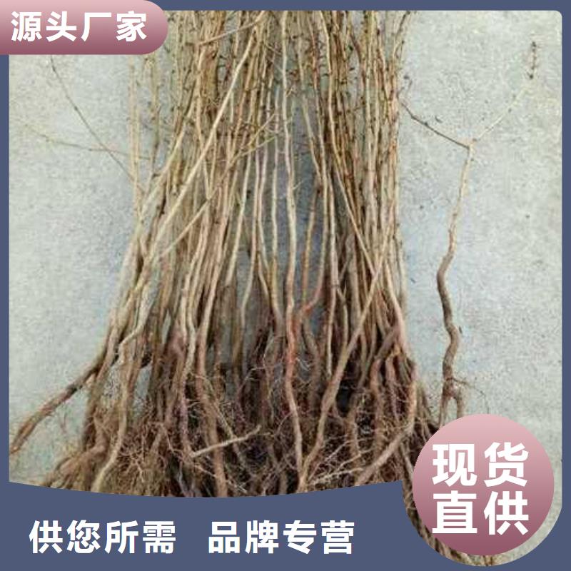 杜梨小苗种植基地