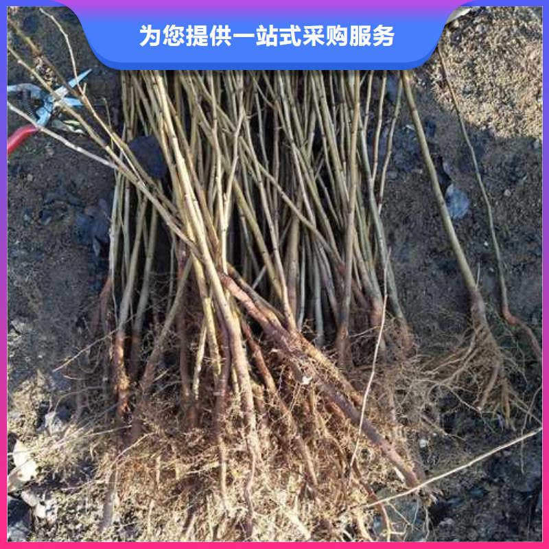 杜梨小苗种植方法及时间