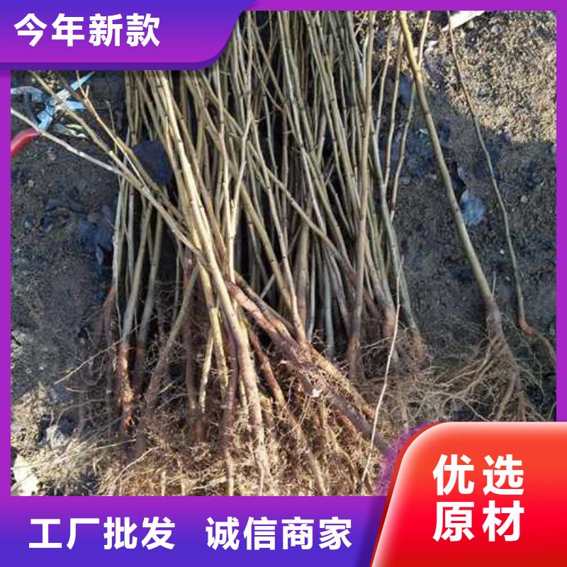 杜梨小苗价格