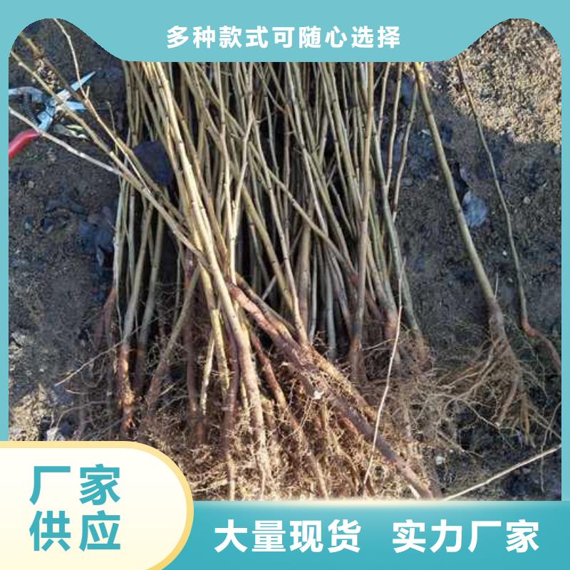 杜梨树苗批发基地