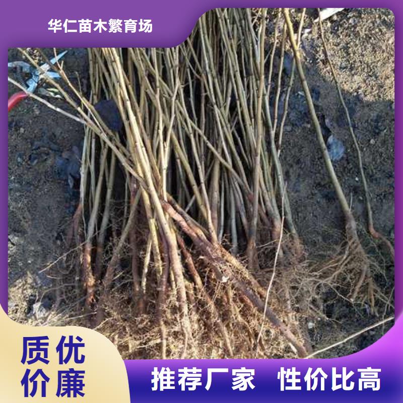 杜梨梨树苗基地打造好品质