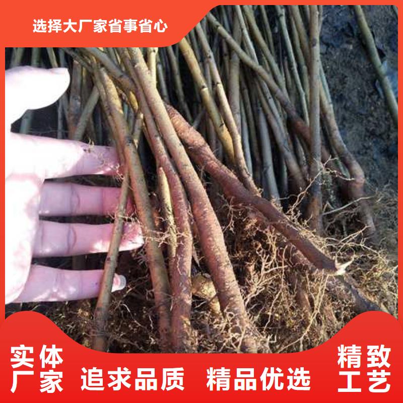 杜梨树苗种植时间