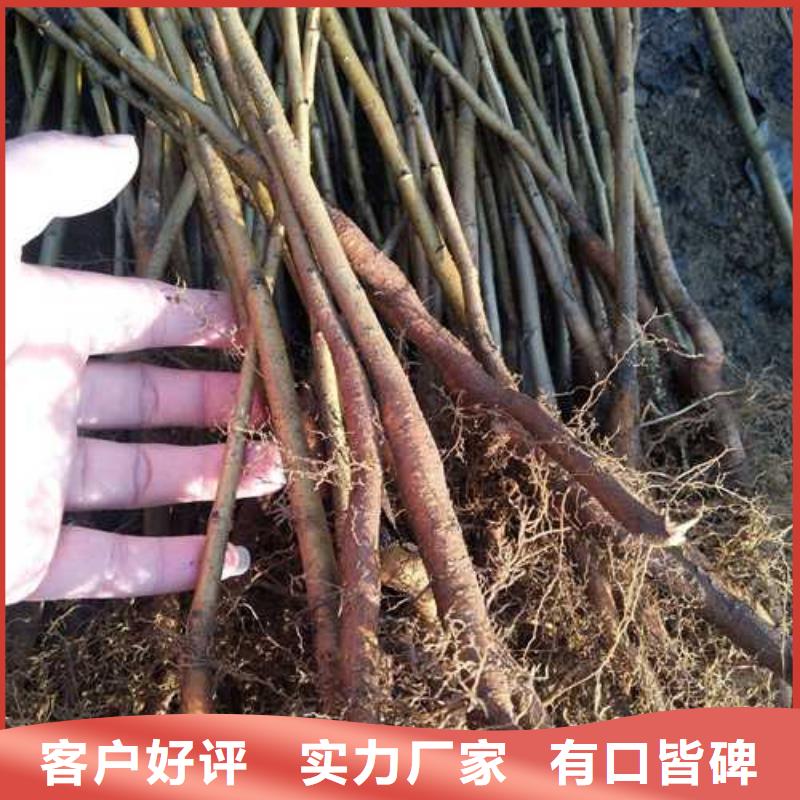 杜梨苗种植基地