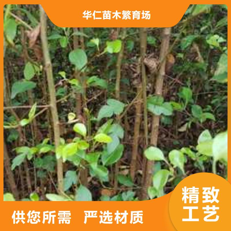 杜梨树苗种植基地