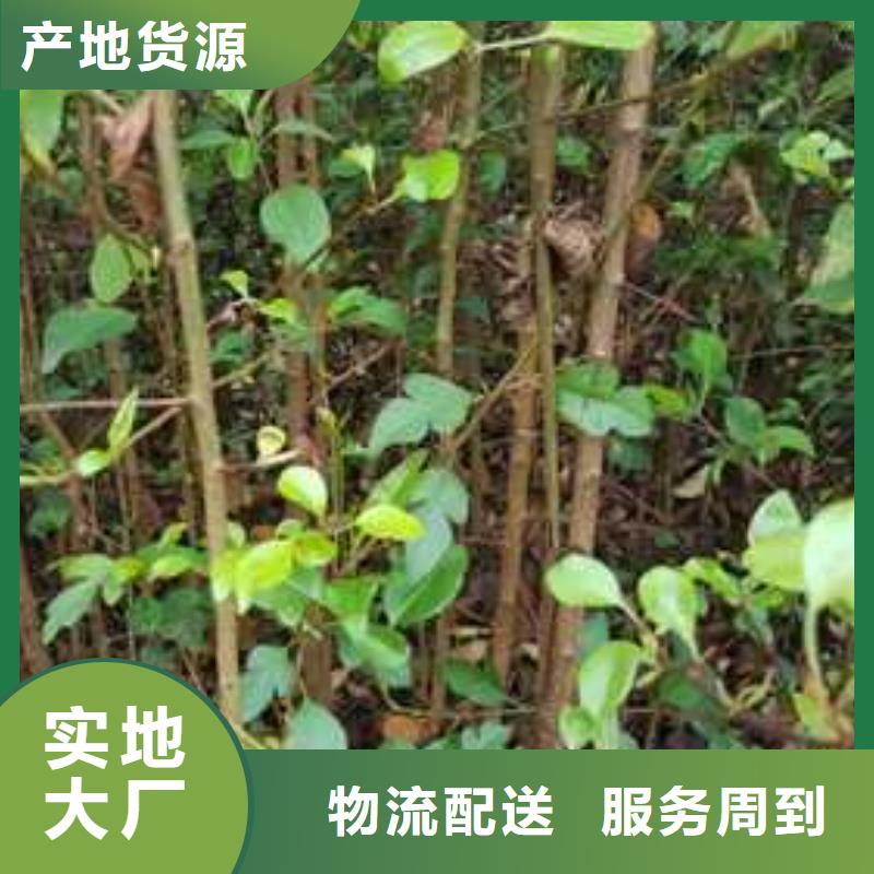 杜梨小苗种植方法