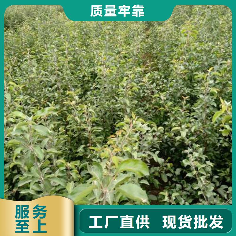 杜梨树苗种植方法