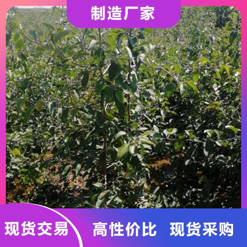 【杜梨】北京十四号桃树苗可零售可批发