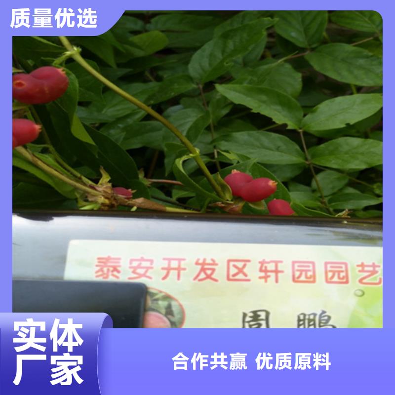 爱情果苗适合种植地区