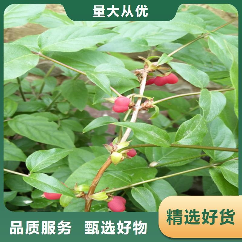 杈杷果树苗种植基地