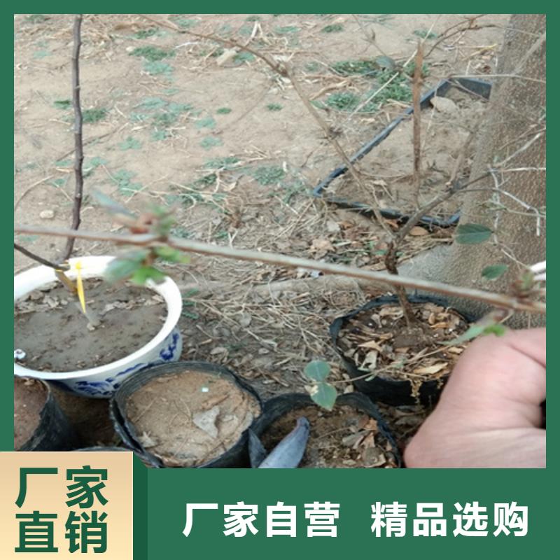 杈杷果苗种植管理技术