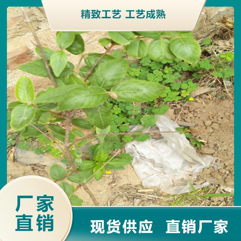 杈杷果奶油草莓品类齐全