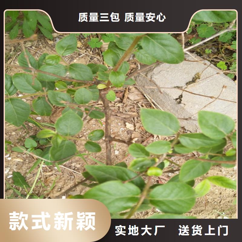 爱情果苗适合种植地区