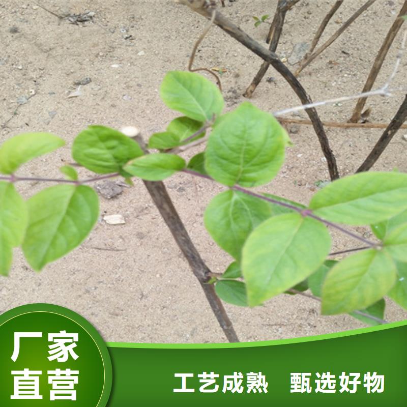 杈杷果适合种植地区