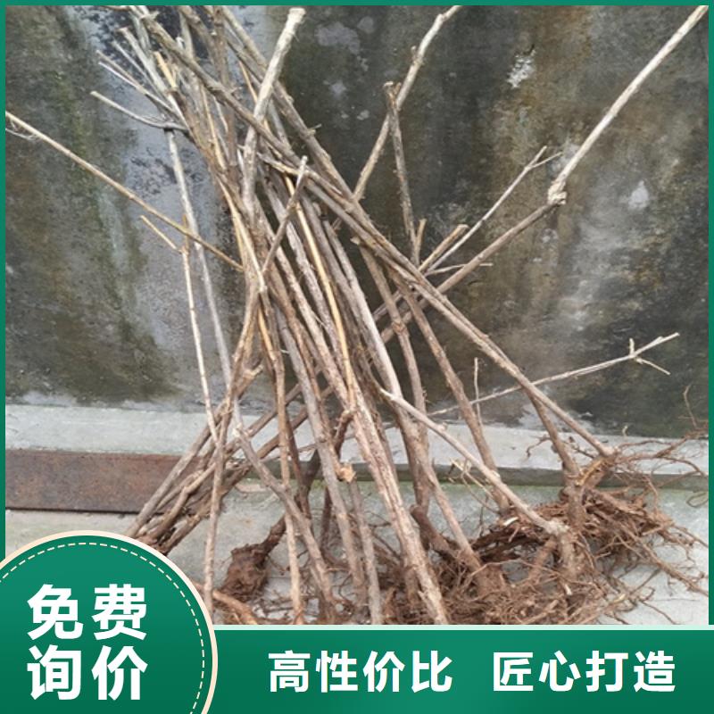 杈杷果树苗种植管理技术