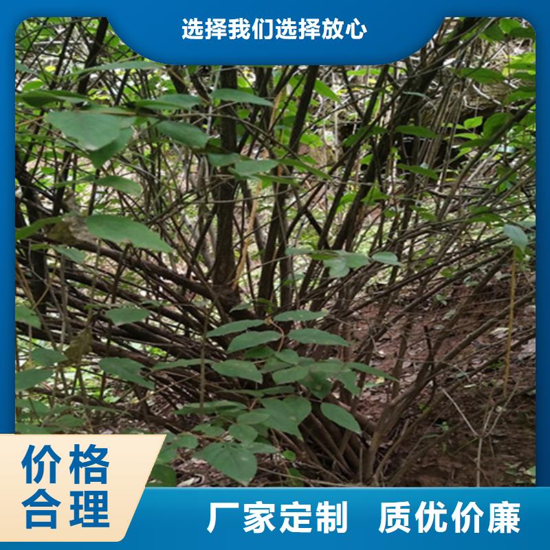 杈杷果苗适合种植地区