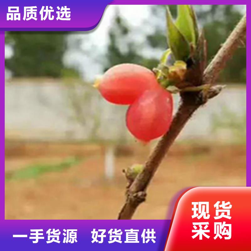 杈杷果树苗适合种植地区