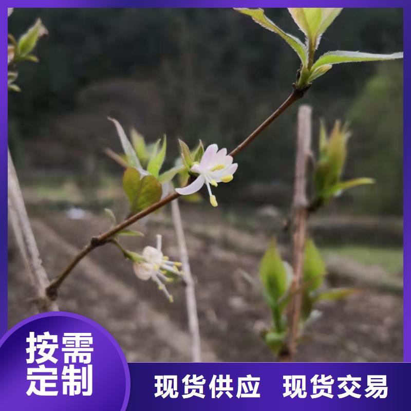 杈杷果苗种植管理技术