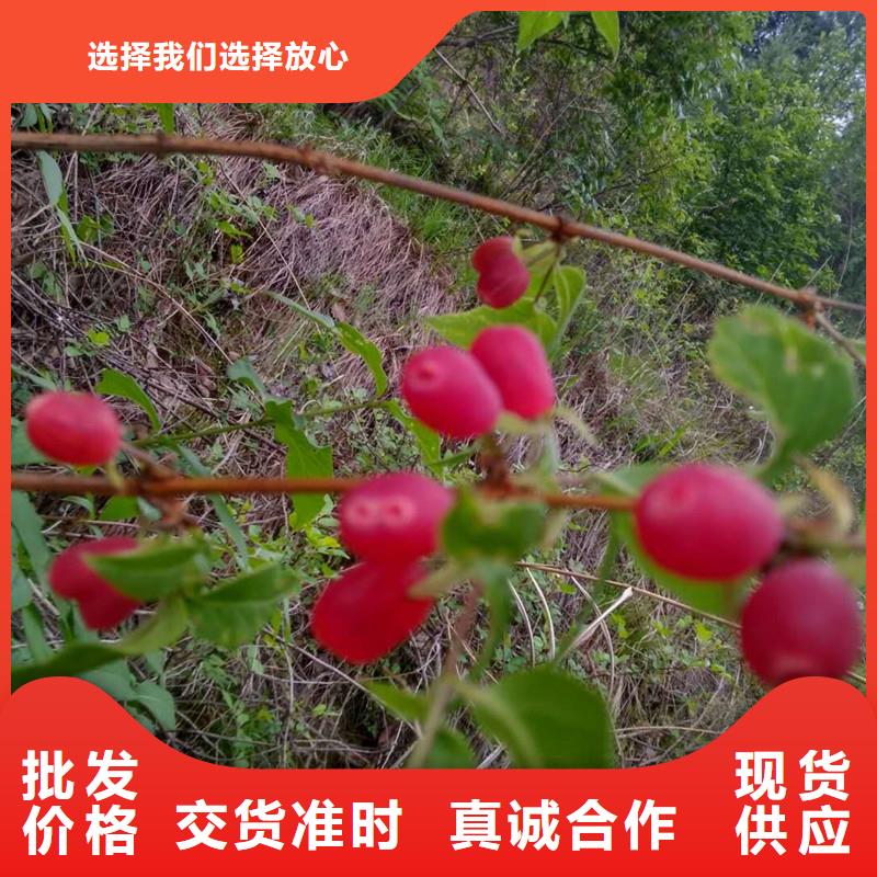 杈杷果苗适合种植地区