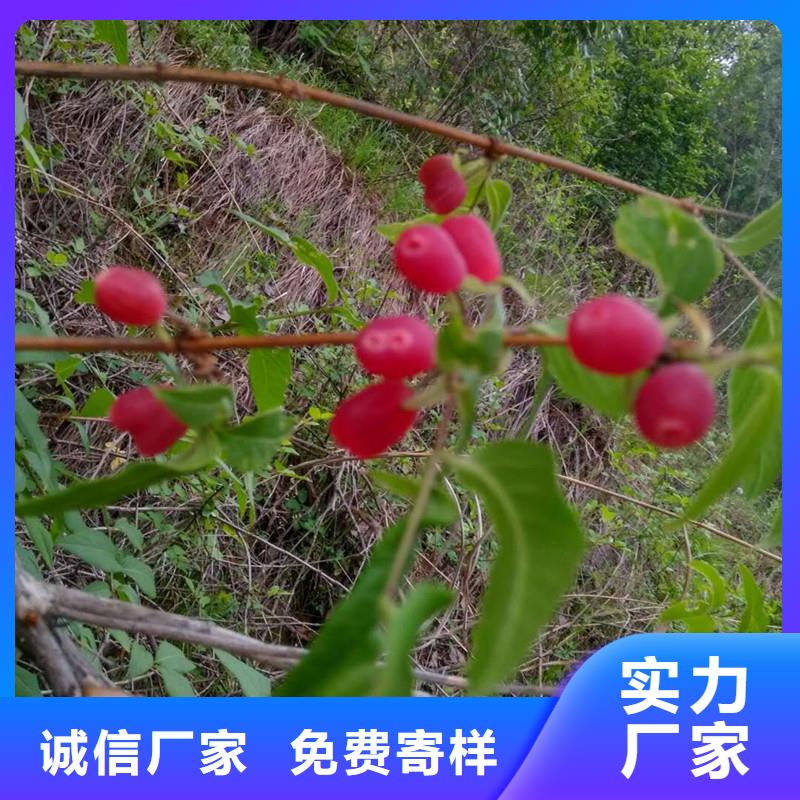 爱情果苗根系发达