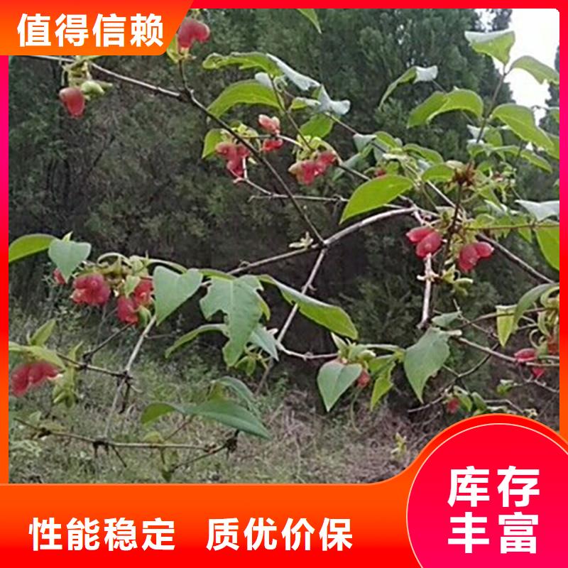 杈杷果苗种植管理技术