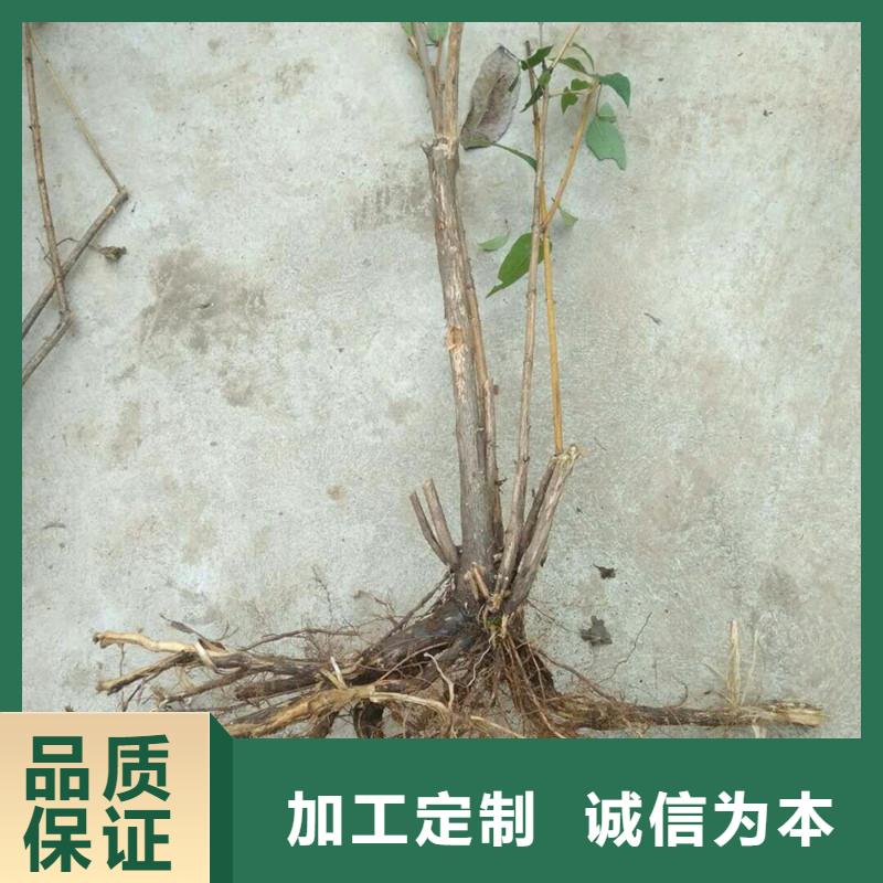 爱情果苗适合种植地区