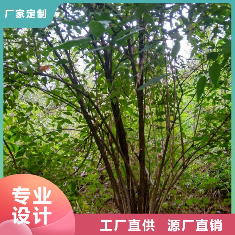 爱情果苗适合种植地区