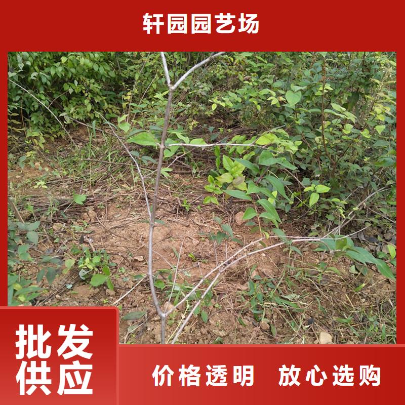 相思果苗适合种植地区