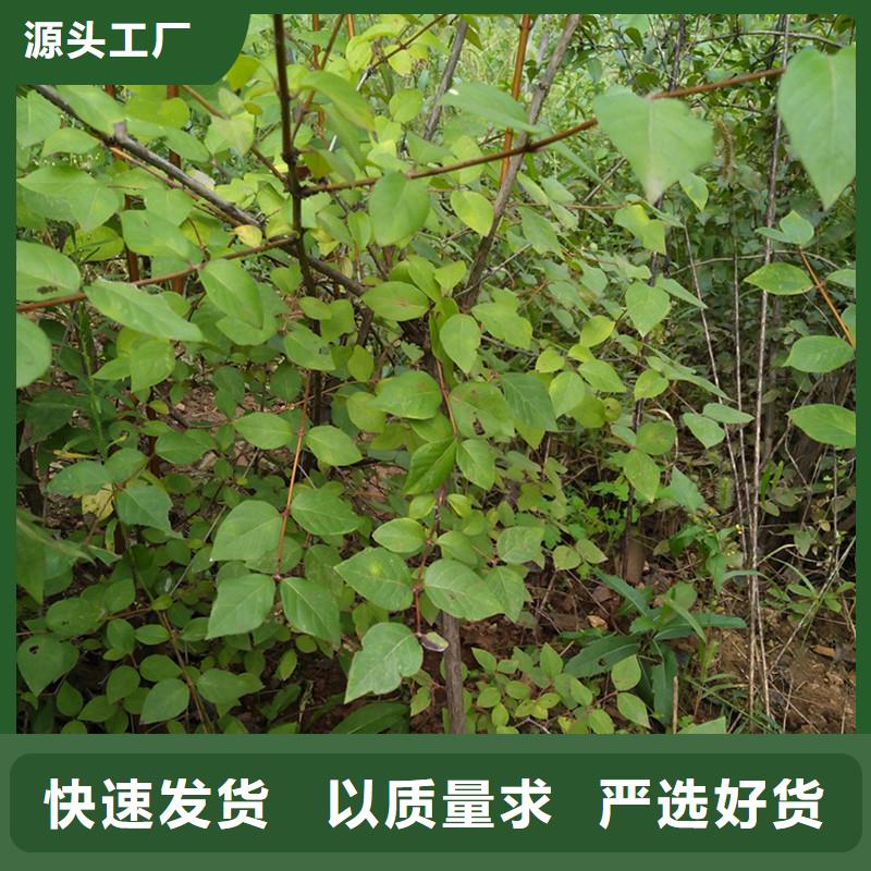 杈杷果苗种植基地