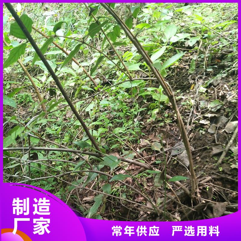 杈杷果苗种植管理技术