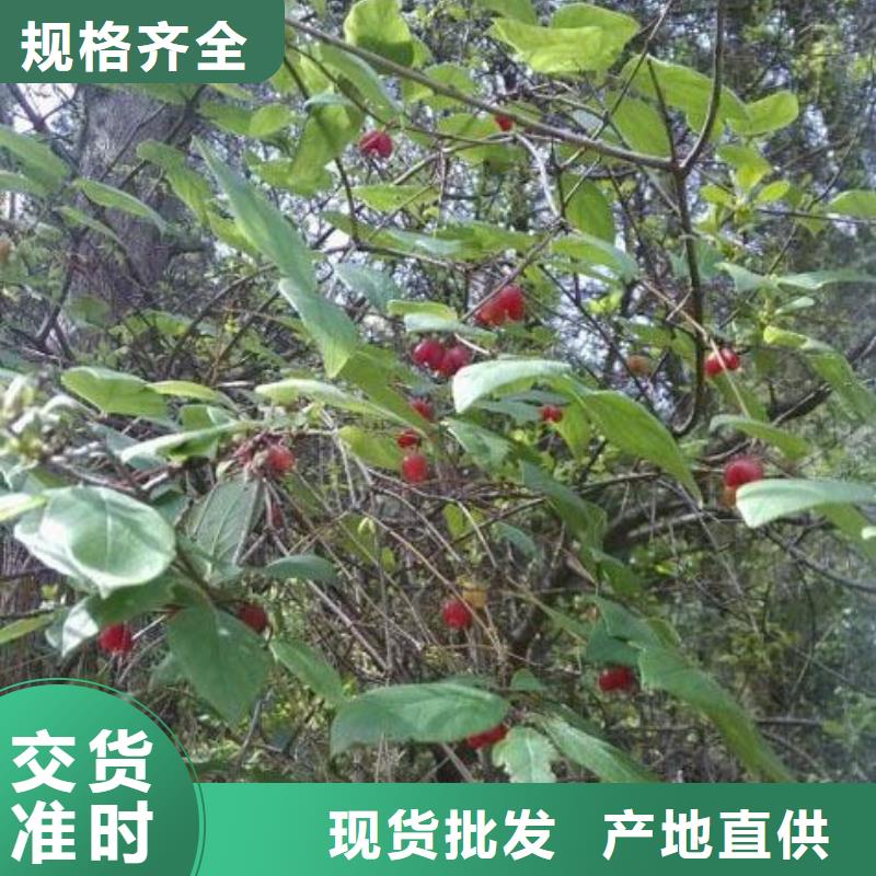 襄樊杈杷果树苗产量多少