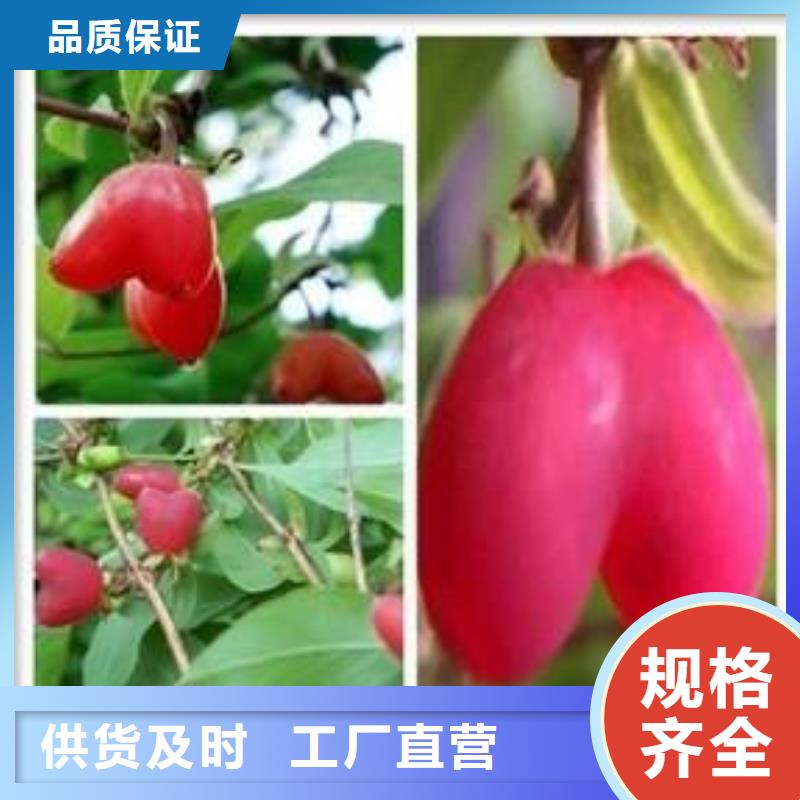 杈杷果苗批发价格