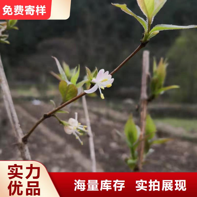 杈杷果种植管理技术