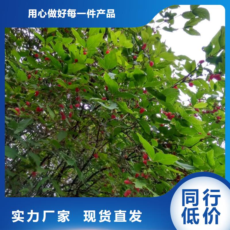 杈杷果苗适合种植地区