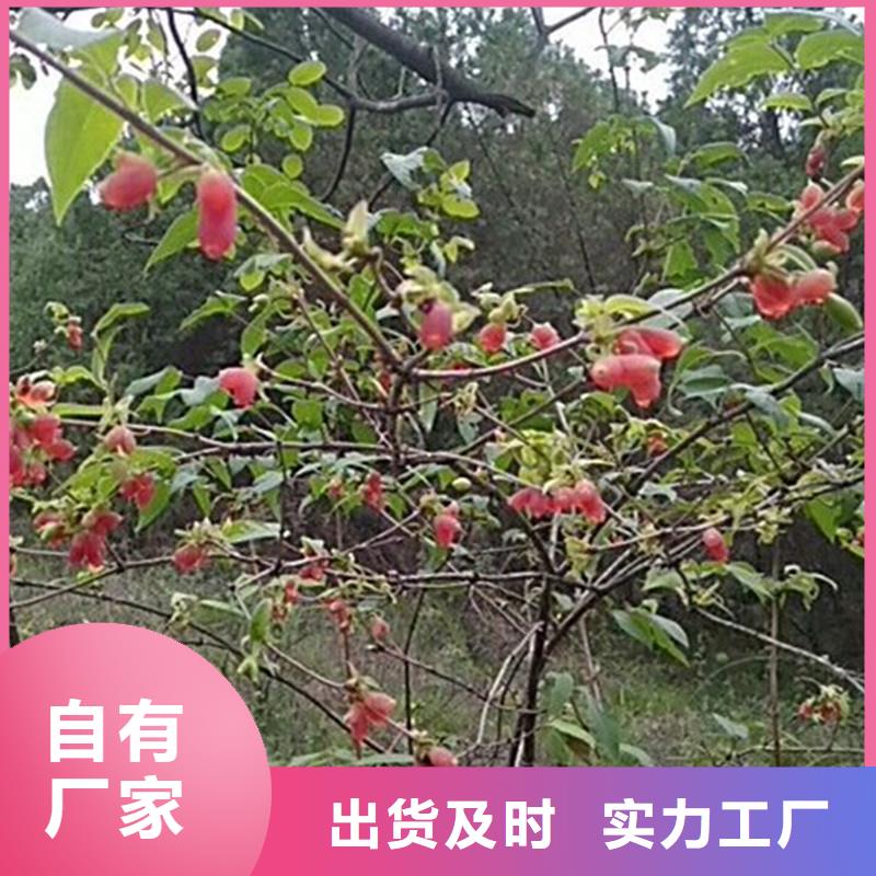 杈杷果苗怎么卖