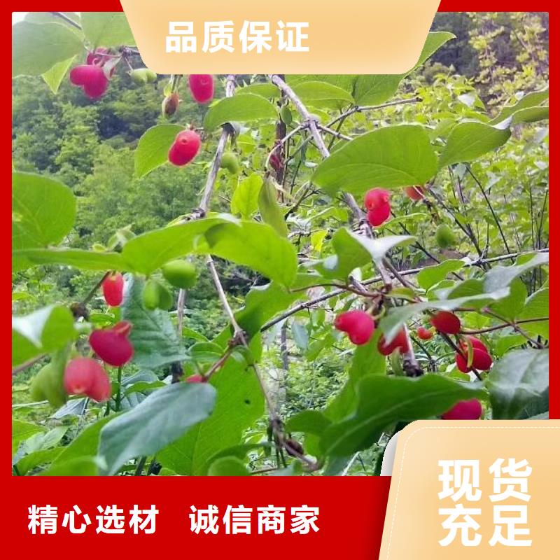 杈杷果树苗种植基地